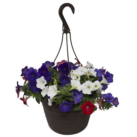 Hanging baskets at lowes - Lowes Sunny Annual Hanging Basket. Colors and annual variety will vary. This is an outdoor plant; to be placed outside in a bright sunny location. As always, our plants are …